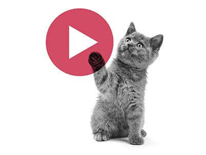 gatitos en youtube